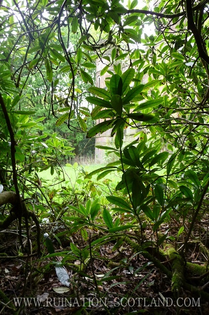 Gelston - through the undergrowth